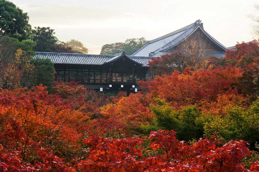 [2025年版]京都東寺、三條和京都 推薦的6個經典且隱藏的秋葉地點